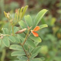 Tephrosia tinctoria (L.) Pers.